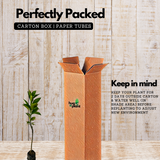 Nagpur Orange Grafted Live Fruit Plant (Home & Garden)