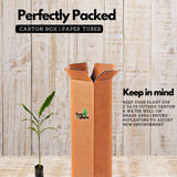 True Cardamom / Elakka / Elaichi (Elettaria cardamomum) Medicinal / Ornamental / Spice Live Plant (Home & Garden)