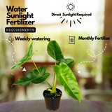 Philodendron burle-marxii Live Plant with Hanging For(Home & Graden)
