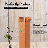 Moovandan Mango (Grafted) (Mangifera indica) Fruit Live Plant (Home & Garden)