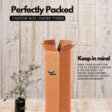 Terminalia Variegated Ornamental Live Plant (Home & Garden)