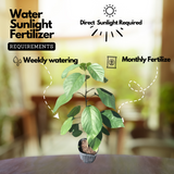 Cordia Sebestena Geiger Tree(Avenue Tree) Live Plant (Home & Garden)