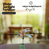 Dracaena Ruby Red Live Plant | Red Variegated Indoor Ornamental | Low Maintenance Live Plant (Home & Garden)