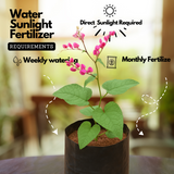 Coral Vine Pink / Antigonon pink Live Plant (Home & Garden)