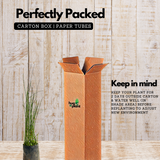 Water Bamboo Plant Ornamental Live Plant (Home & Garden)