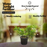 Cocktail Lemon Live Plant (Home & Garden)