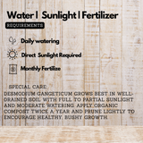 Oorila Desmodium gangeticum) Live Medicinal Plant (Home & Garden)