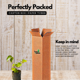 Vettila/Betel (Piper Betle) Leaf (Magai Paan)/Betel (Piper Betle) Leaf (Magai Paan) Ornamental / Medicinal Live Plant (Home & Garden)