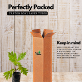 Breadfruit / Kadachakka (Grafted/Layered) (Artocarpus Altilis) Fruit Live Plant (Home & Garden)