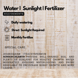 Ayamodakam (Trachyspermum ammi) Live Plant(Home & Garden)