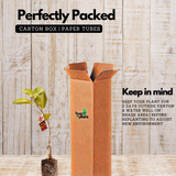 Red Diamond Guava (Layered) (Psidium guajava ) Fruit Live Plant (Home & Garden)