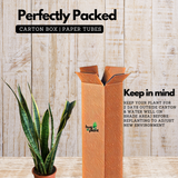 Snake Plant (Sansevieria trifasciata) Long variant - Live Indoor Plant (Home & Garden)