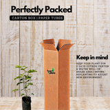 Sweet Tamarind / Madhura Puli / Valanpuli (tamarindus indica) (Grafted) Live Fruit Plant (Home & Garden)