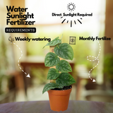 Monstera Dubia Plant Live Plant(Home & Garden)