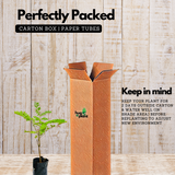 Flowering Plant Birth Star: Ayilyam (Plant: Rajamalli / Peacock Flower / Caesalpinia pulcherrima) Flowering/Ornamental Live Plant (H&G)