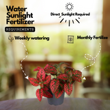 Polka Dot(Hypoestes phyllostachya) Live Plant (Home & Garden)