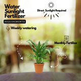 Aglaonema Cutlass Plant (Chinese Evergreen)Live Plant (Home & Garden)