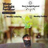 EVIARC The Sweetest Jackfruit Plant Budded Fruit Plant (Home & Garden Plants)