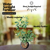 Madras Thorn Plant (Kodukka Puli) Live Plant (Home & Garden)