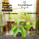 Langi Langi Plant(Cananga odorata)Live Plant(Home & Garden)