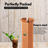 Dracaena wood Rooted Plant Stem - Live Plant (Home & Garden)