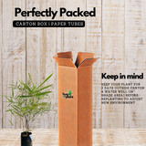 Variegated Bamboo Plant Ornamental Live Plant (Home & Garden)