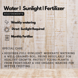 Koovalam(Aegle marmelos) Live Medicinal Plant (Home & Garden)