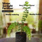 Seetharmudi / Arbudhanashini Live Plant (Home & Garden)