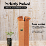 Divi-Divi plant (Libidibia coriaria) Flowering/Ornamental Live Plant (Home & Garden)