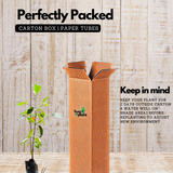 Bacuripari Fruit (Garcinia macrophylla) Seedling Fruit Plant (Home & Garden Plants)