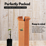 Israel Athi / Anjeer / Israel Fig Fruit Live Plant (Home & Garden)