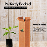 Chempakam (Grafted) Plant (Magnolia Champaca) Flowering/Ornamental Live Plant (Home & Garden)