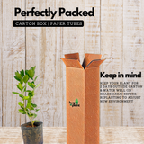 Seedless Lemon (Citrus limon) Fruit/Ornamental Live Plant (Home & Garden)