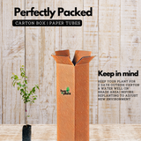 Indonesian Plum / Plum Plant (Prunus domestica) Fruit Live Plant (Home & Garden)