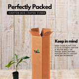 Raja Puli (Garcinia Indica) Kokum Fruit Live Plant (Home & Garden)