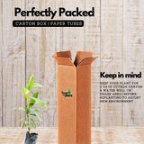 Garcinia assamica Seedling Fruit Plant (Home & Garden Plants)