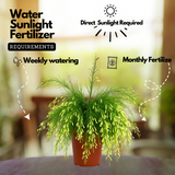 Fire Cracker White Live Plant (Home & Garden)