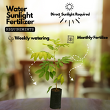 Pulasan Fruit / Philosan (Nephelium mutabile)Grafted Fruit Live Plant (Home & Garden)