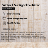 Nayuruvi (Tribulus terrestris) Live Medicinal Plant (Home & Garden)