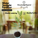 Thozhukanni / Ramanamapacha/ Telegraph LivePlant (Home & Garden)