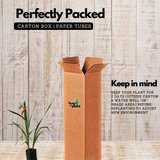 Gladiolus / Natal Lily / Sword Lily Flowering / Ornamental Live Plant (Home & Garden)