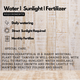 Muzhu (Premna serratifolia) Live Medicinal Plant (Home & Garden)