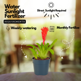 Bromeliads plant(Bromelioideae)Live Plant (Home & Garden)