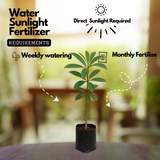 Ezhilampala / Saptaparni / Dita Tree (Alstonia Scholaris) Ornamental / Medicinal Live Plant