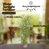 Pencil Bamboo(Bambusa multiplex)Live Plant (Home & Garden)