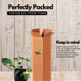 Birth Star : Aardra|Thiruvathira (Plant: Thippilli-Diospyros Melanoxylon|Pterocarpus Santalinus|Aquilaria Agallocha) (H&G)