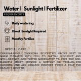 Chakkarakkolli (Gymnema sylvestre) Live Plant(Home & Garden)