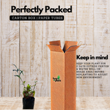 Blackberry Jam Plant (Rubus fruticosus) Fruit Live Plant (Home & Garden)