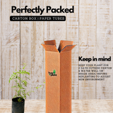 Flowering Plant Birth Star: Pooyam (Plant: Pichi Poo / Jasminum angustifolium) Flowering/Ornamental Live Plant (H&G)