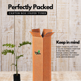 Heliconia Chartacea Sexy Pink (Genus Heliconia) Flowering/Ornamental Live Plant (Home & Garden)